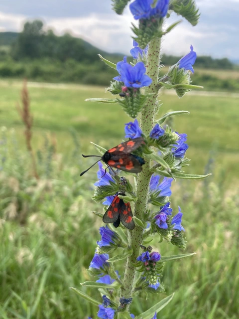 Zygaena loti - közönséges csüngőlepke