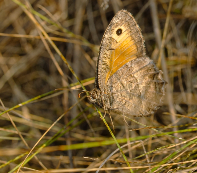 Arethusana arethusa - közönséges szemeslepke