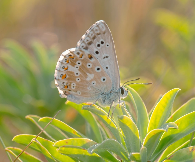 Polyommatus coridon - ezüstkék boglárka