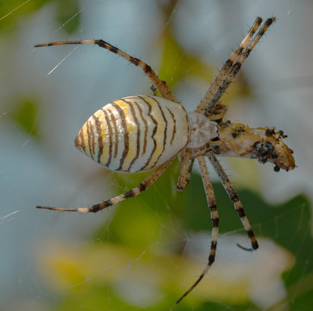 Argiope bruennichi - darázspók