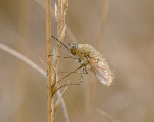 Bombyliini