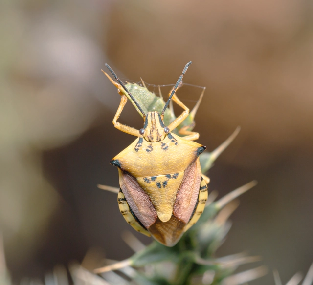 Carpocoris Carpocoris
