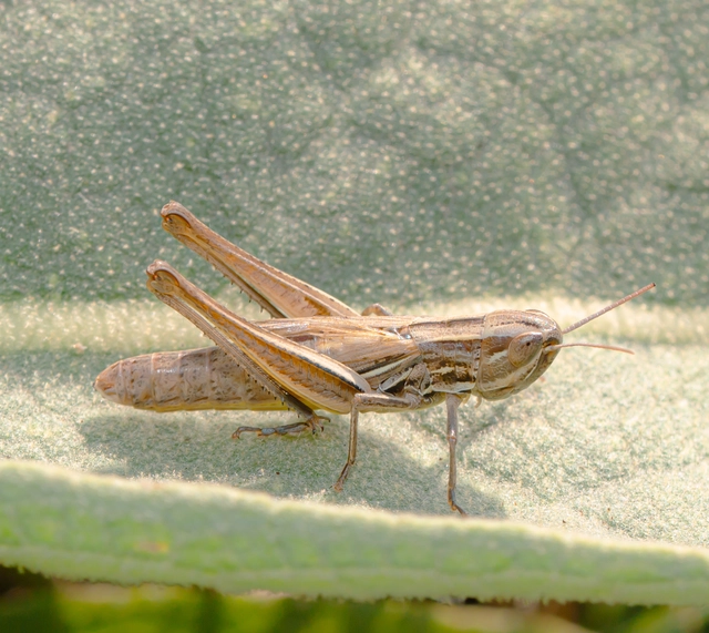 Euchorthippus declivus - rövidszárnyú rétisáska