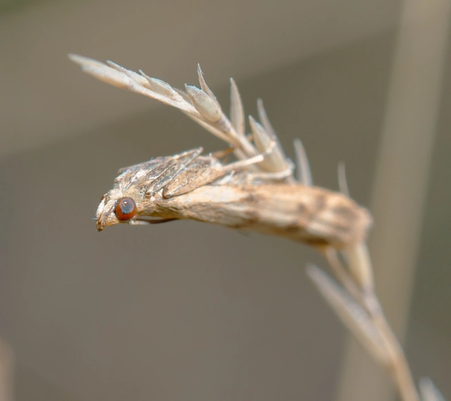 Homoeosoma sinuella - agyagsárga karcsúmoly
