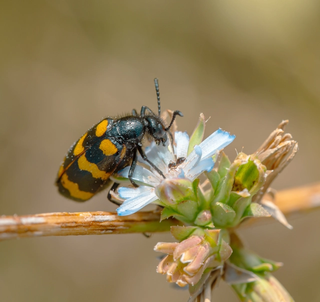 Mylabris variabilis - szalagos hólyaghúzó Mylabris variabilis - szalagos hólyaghúzó