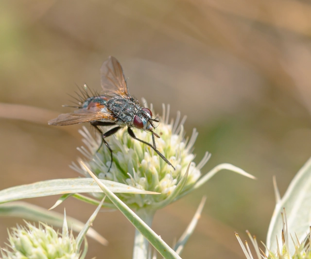 Tachinidae - fürkészlegyek