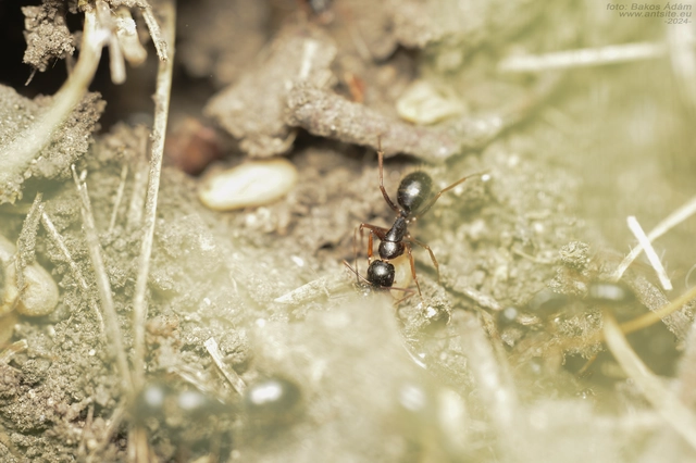 Camponotus aethiops - szőrös lóhangya