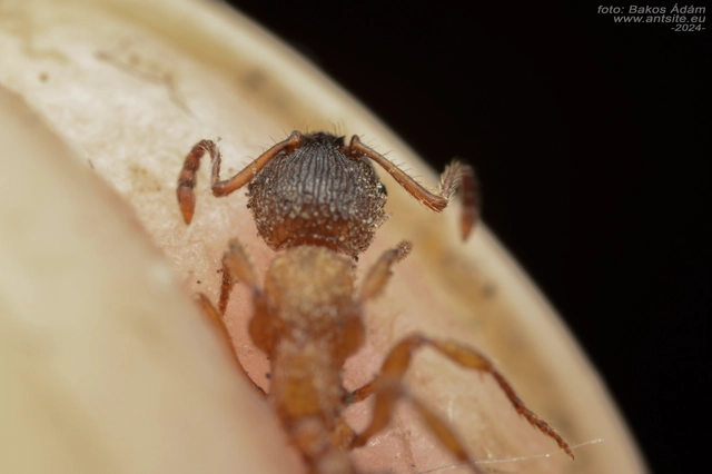 Myrmica schencki - kétszínű bütyköshangya