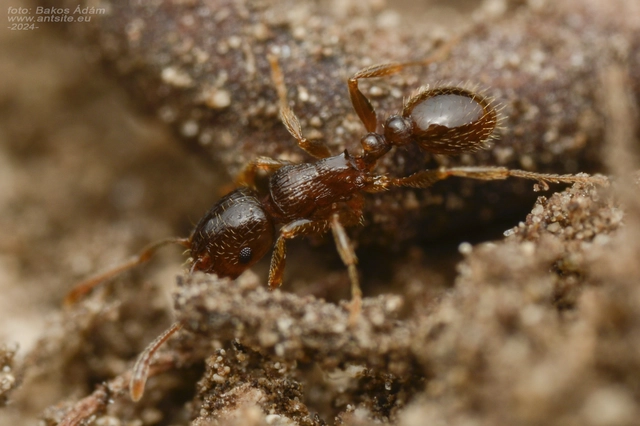 Tetramorium hungaricum - magyar gyepihangya