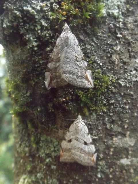 Aplocera efformata/plagiata