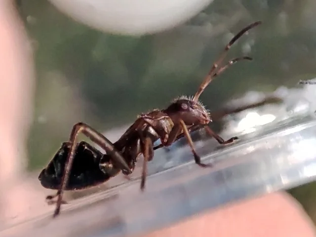 Alydus calcaratus - szőrös tövispoloska