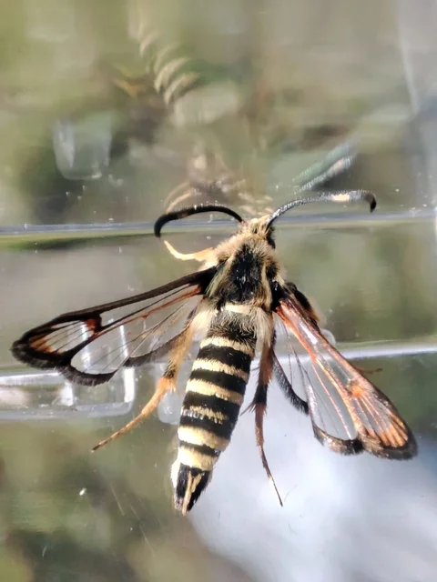 Sesiidae - szitkárfélék