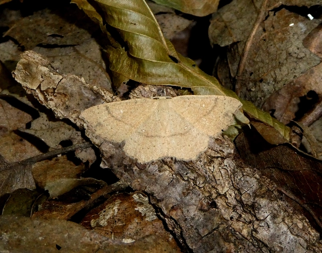 Cyclophora ruficiliaria - vörösrojtú pettyesaraszoló