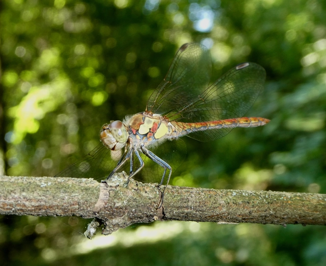 Sympetrum striolatum - harántsávos katona-szitakötő