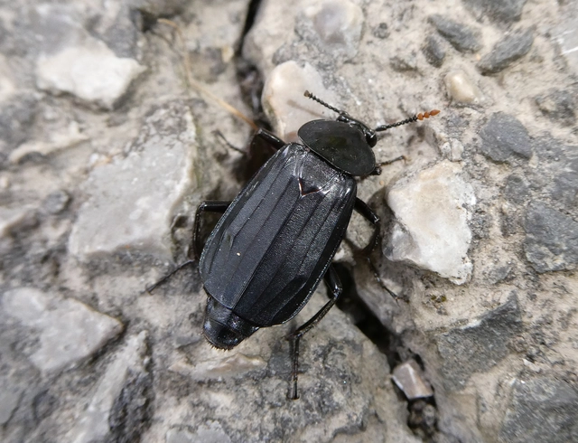 Necrodes littoralis - nagy dögbogár