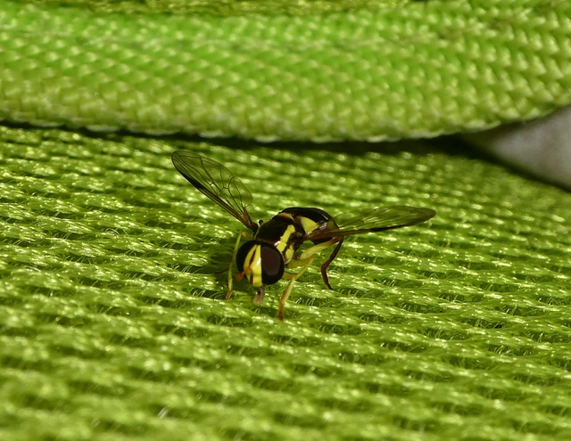 Xanthogramma