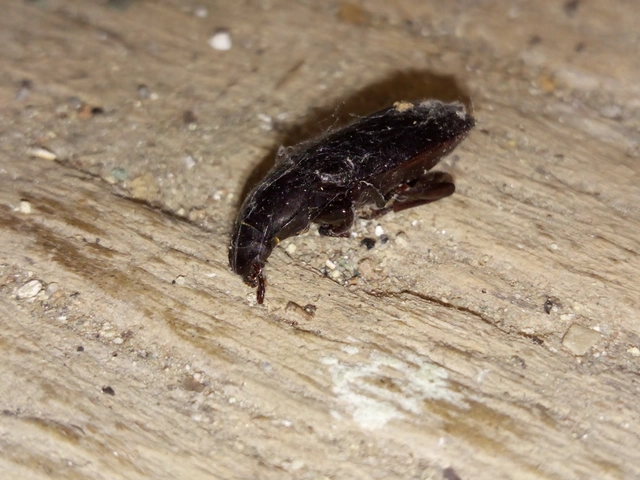 Tenebrio molitor - közönséges lisztbogár