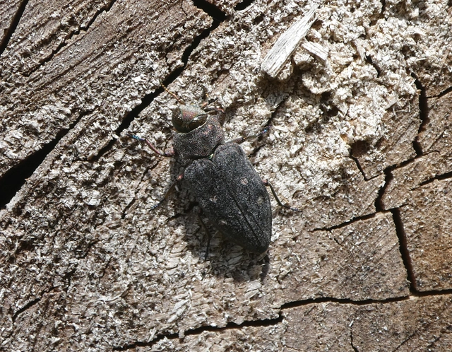 Chrysobothris affinis - aranypettyes díszbogár