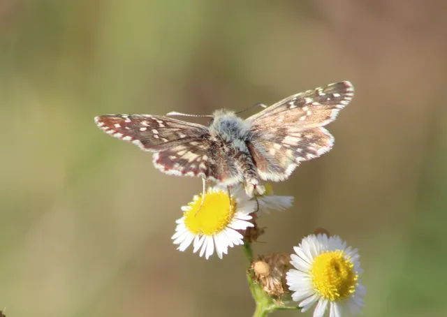 Pyrgus armoricanus - feles busalepke
