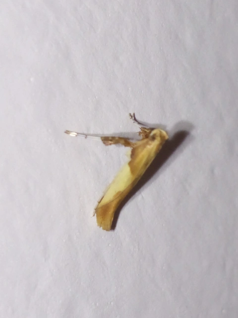 Caloptilia