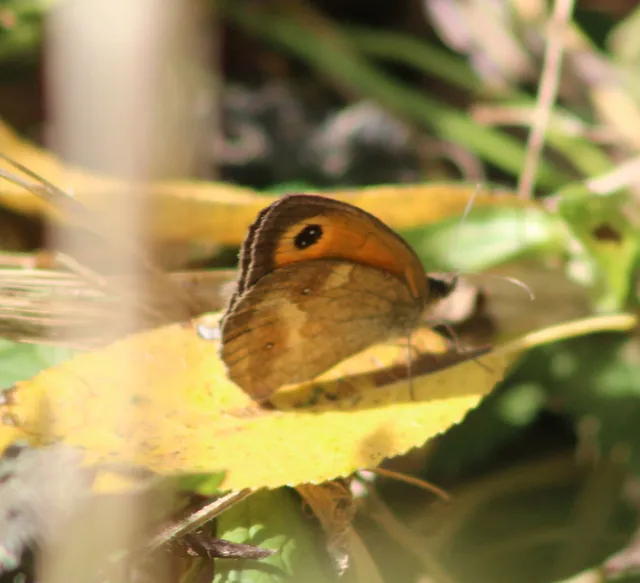 Pyronia tithonus - kis ökörszemlepke