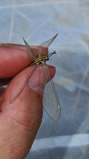 Myrmecaelurus trigrammus - hangyafarkas