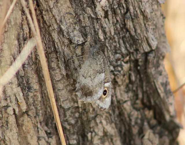 Hipparchia statilinus - homoki szemeslepke