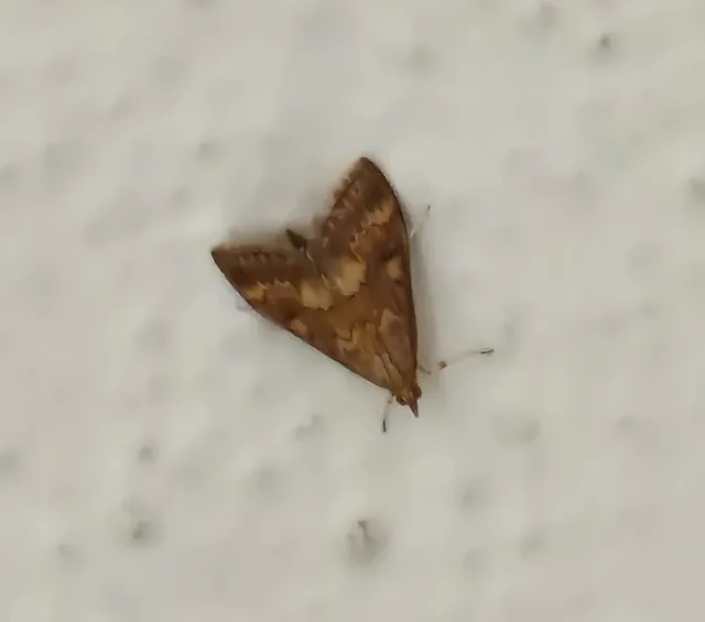 Ostrinia nubilalis - kukoricamoly