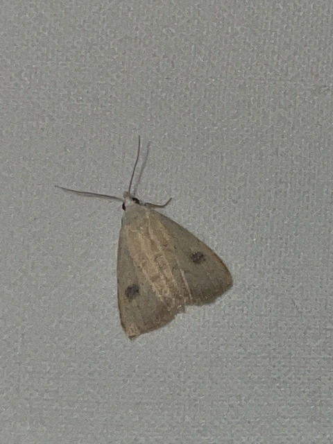 Rivula sericealis - selymes lórombagoly