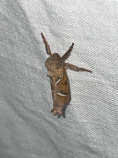 Triodia sylvina - kis gyökérrágólepke
