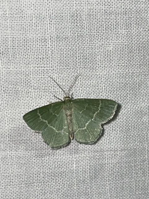 Chlorissa cloraria - sárgászöld araszoló