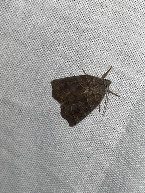 Ipimorpha retusa - sarlós fűzbagoly