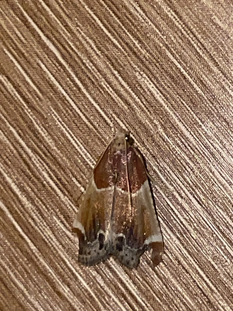 Pyralis farinalis - lisztilonca