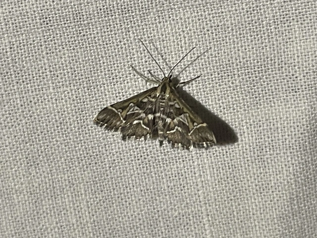 Diasemia reticularis - betűmintás tűzmoly