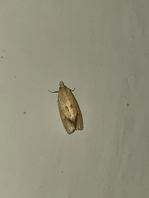 Agapeta hamana - közönséges sárgamoly