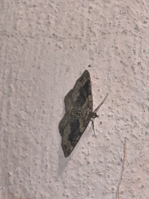 Xanthorhoe ferrugata - kerti tarkaaraszoló Xanthorhoe ferrugata - kerti tarkaaraszoló