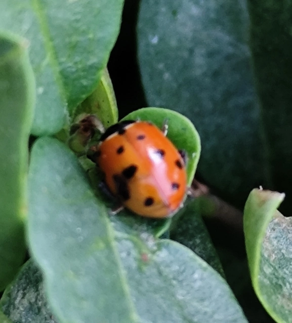 Hippodamia variegata - tizenhárompettyes katica