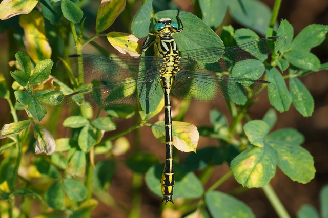 Gomphus flavipes - sárgalábú folyami-szitakötő