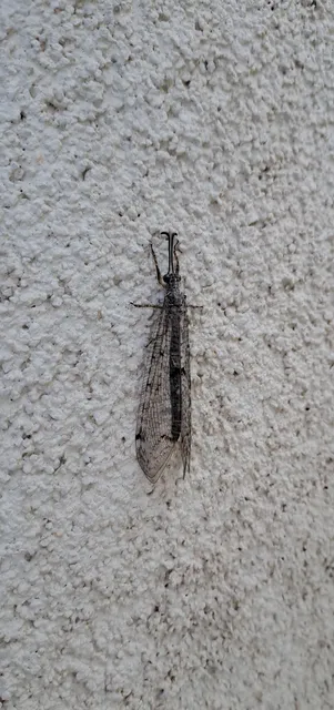 Distoleon tetragrammicus - négyfoltos hangyaleső