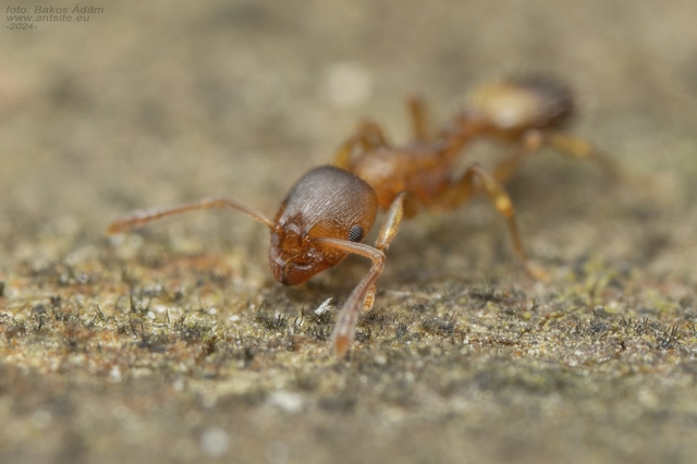 Temnothorax crassispinus - gubacslakó kéreghangya