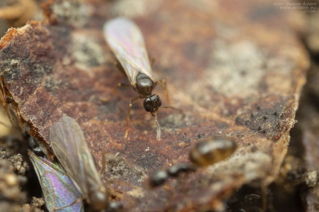 Plagiolepis pygmaea - lapos törpehangya