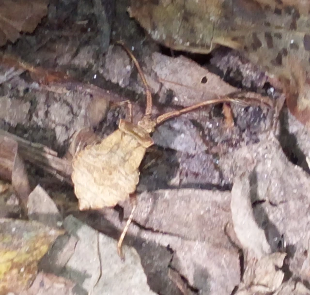 Coreus marginatus - közönséges karimáspoloska