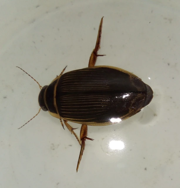 Dytiscus