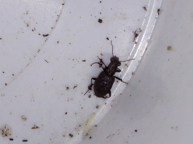 Elaphrus cupreus - rezes iszapfutó
