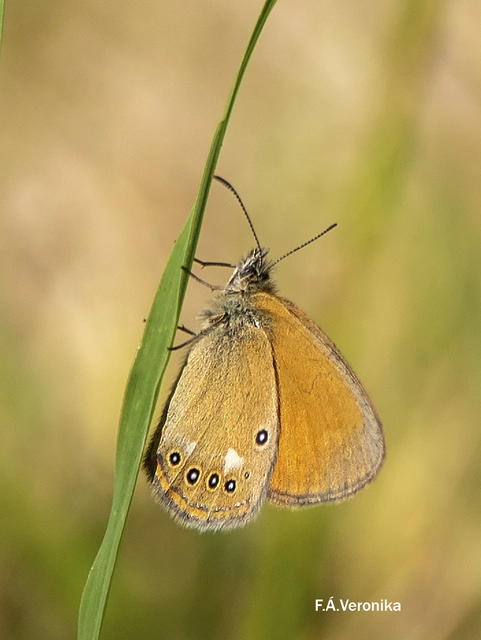 Coenonympha glycerion - közönséges szénalepke
