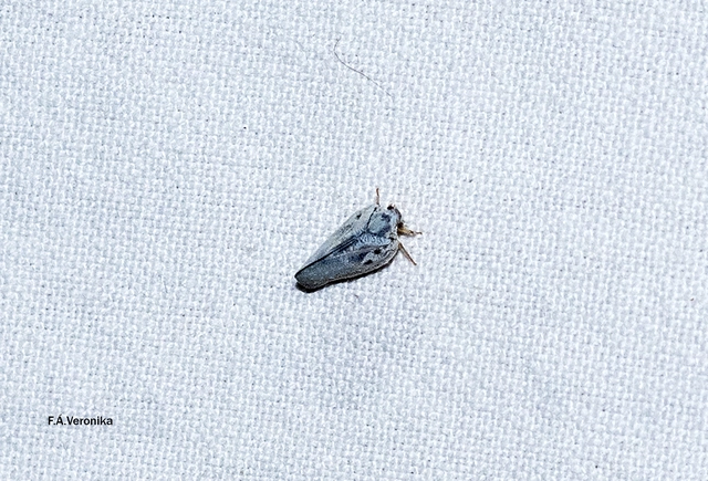 Metcalfa pruinosa - amerikai lepkekabóca