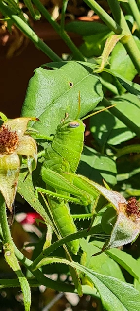 Anacridium aegyptium - egyiptomi sáska