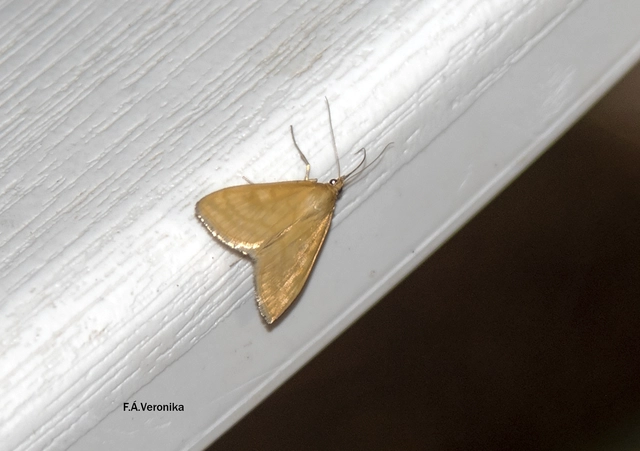 Sitochroa verticalis - világossárga dudvamoly