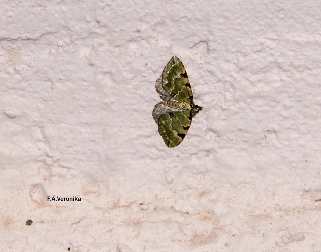 Colostygia pectinataria - zöld levélaraszoló