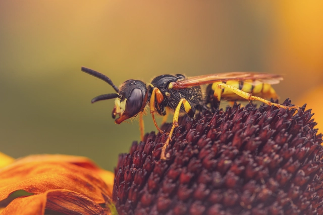 Crabronidae - szitásdarazsak